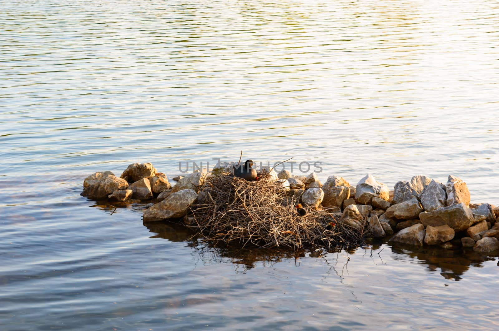 Moorhen with chicks sitting on her nest constructed of dried twigs on the water of a tranquil lake against an outcrop of rocks, copy space above