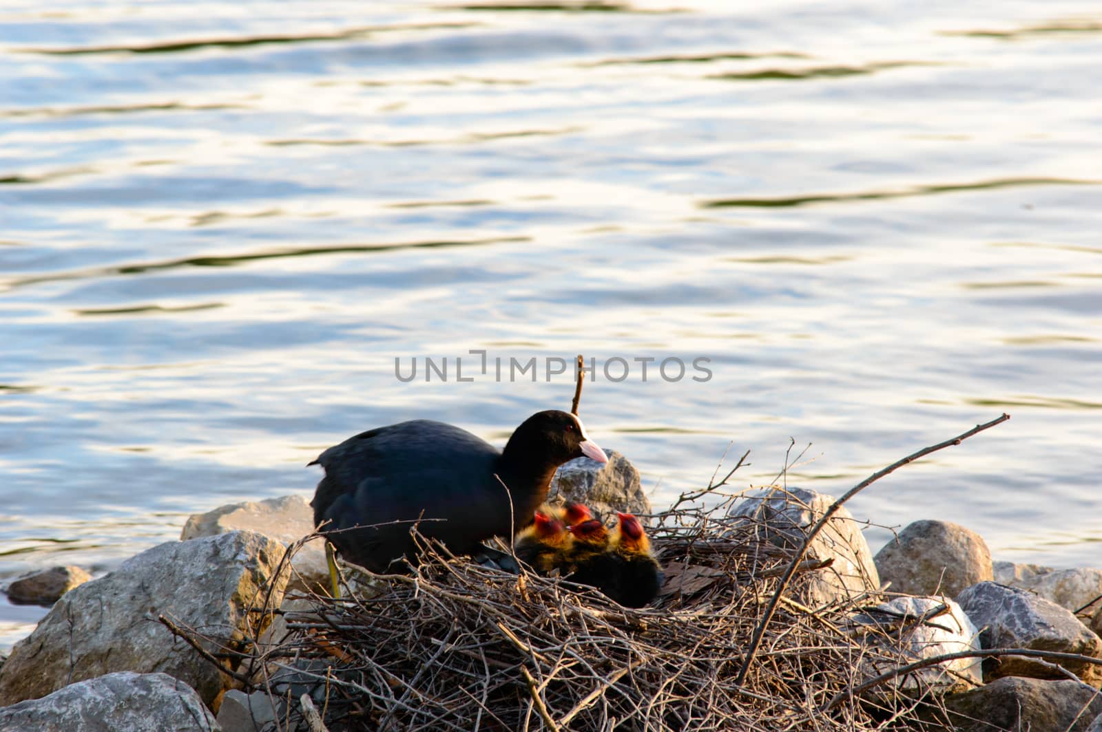 Moorhen with her family of chicks on a nest constructed of twigs against rocks at the edge of a calm lake