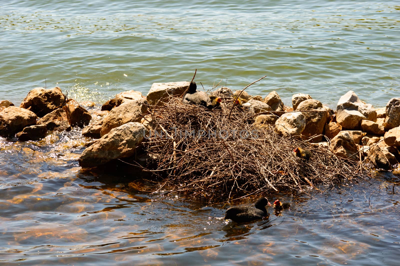 Pair of moorhens with chicks at their nest of twigs built alongside rocks on the water of a calm lake