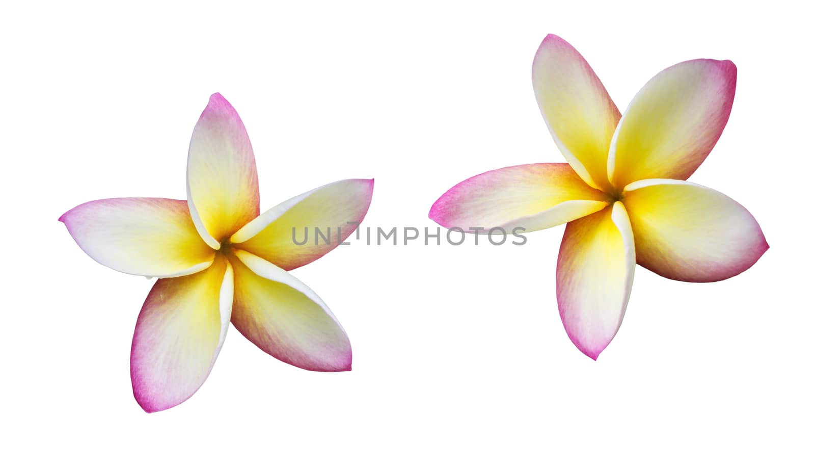 Isolated beautiful sweet pink yellow and white flower plumeria or frangipani on white background with clipping path, Two pieces of isolated plumeria or frangipani flowers 