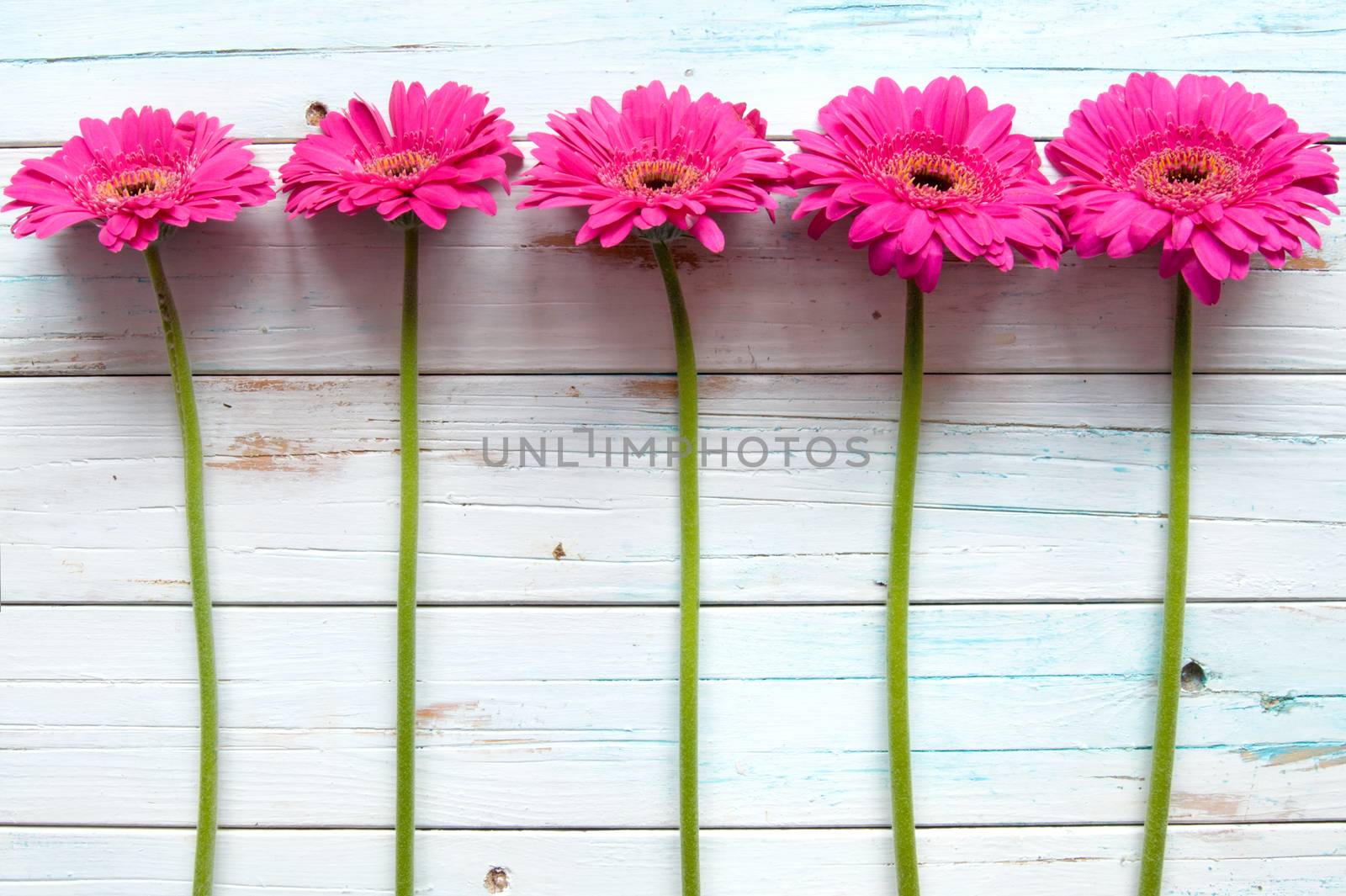 Daisies by unikpix