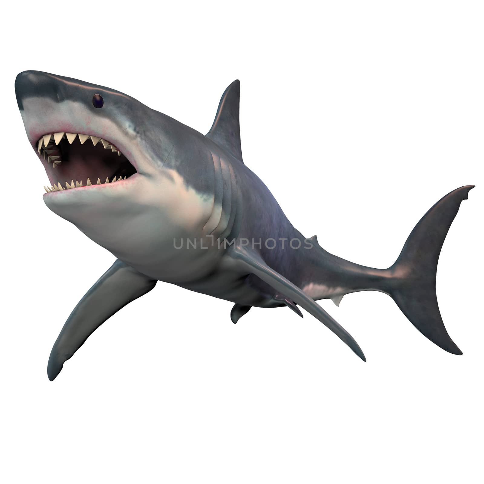 The Great White shark can grow over 8 meters or 26 feet and live to 70 years of age.