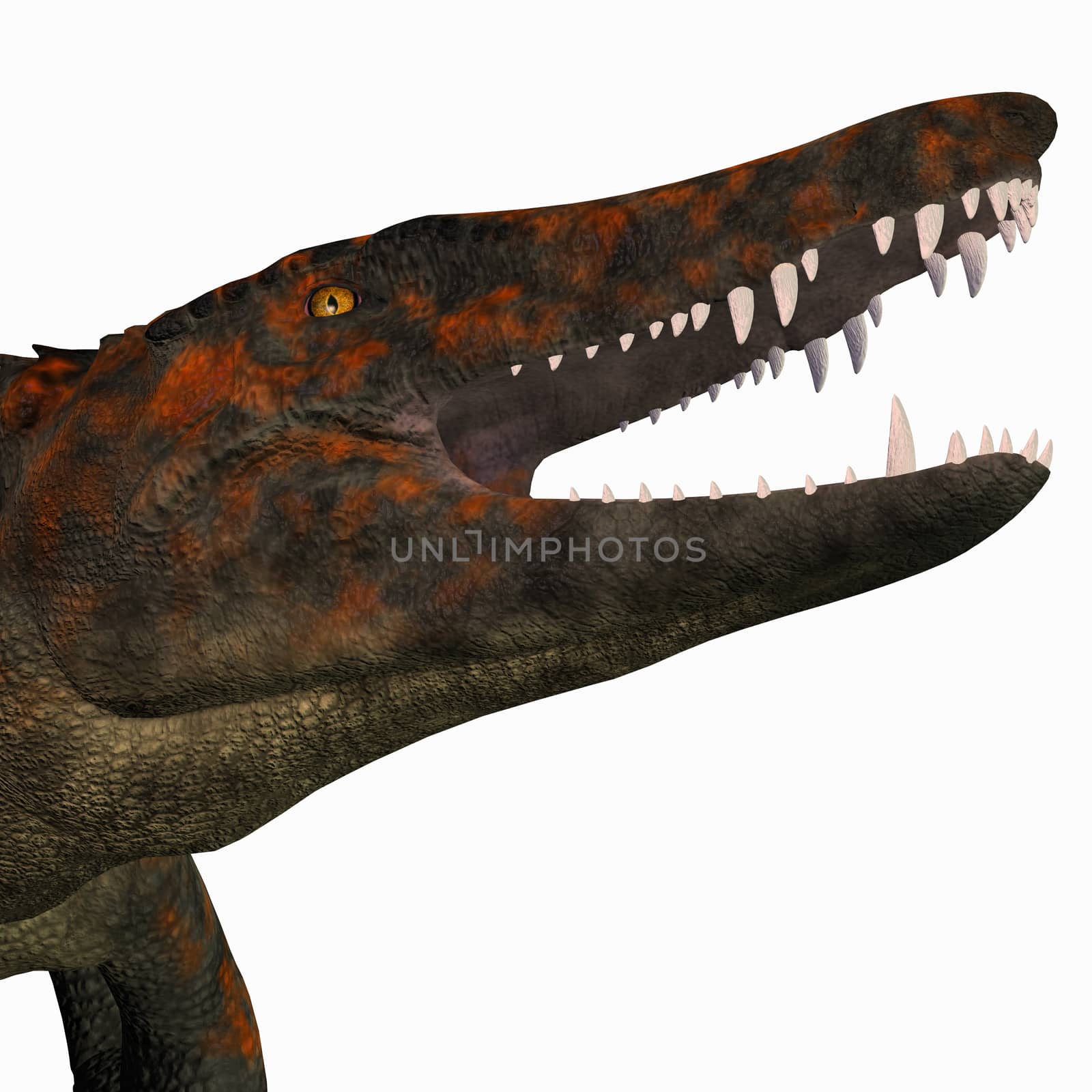 Uberabasuchus was an carnivorous crocodile that lived in the Cretaceous Period of Brazil.
