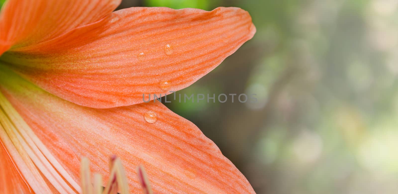 Closeup petal of orange flowers Hippeastrum or Amaryllis in nature garden background, Amaryllidaceae, blossom flowers Amaryllis or Hippeastrum with fresh mood for background