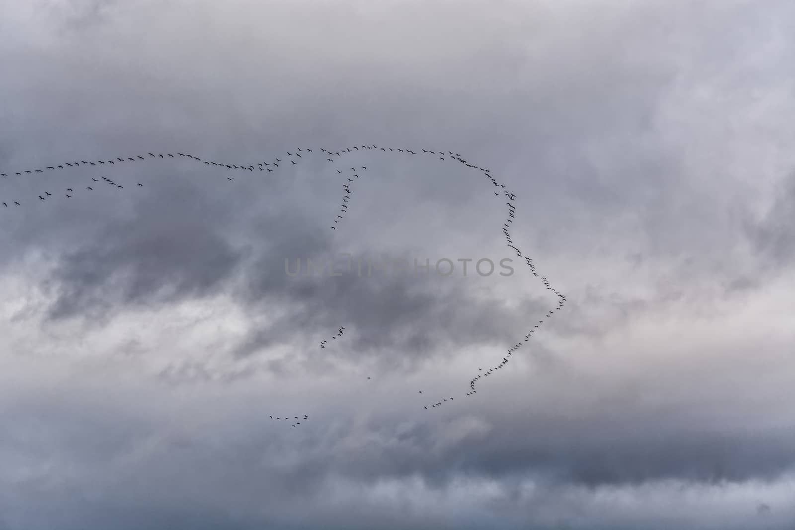 Migratory birds flying in formation by JFsPic