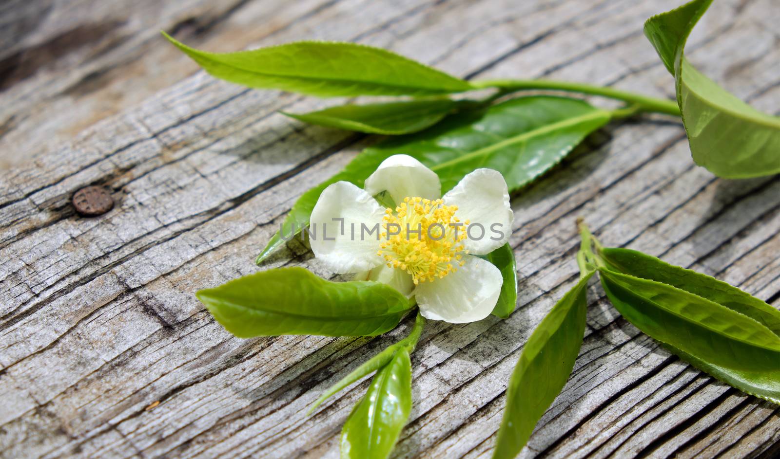 Tea leaf and tea flower on wooden background, pure white flowers so nice