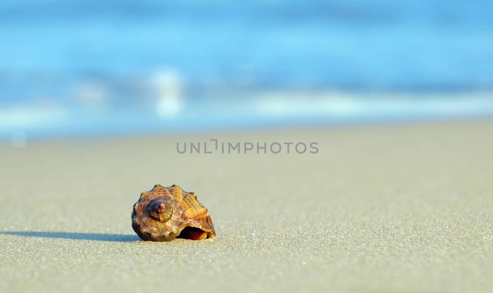 Sea shell rapan by leventina