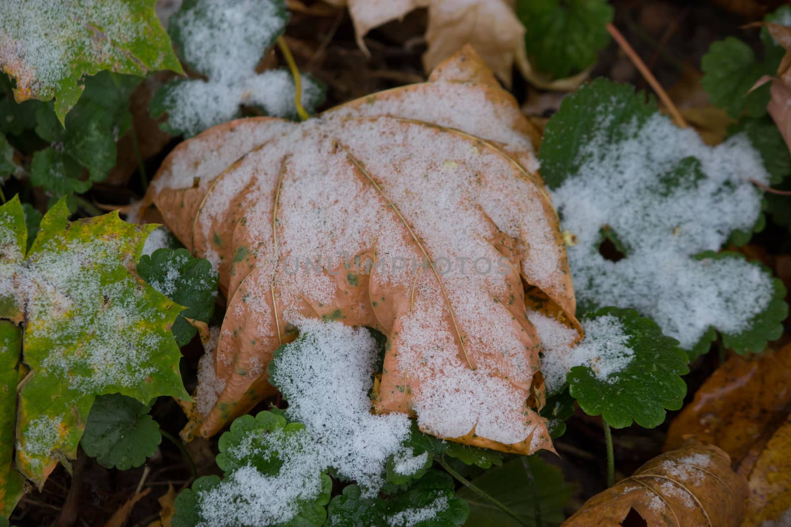 dry maple leaf covered with snow, autumn