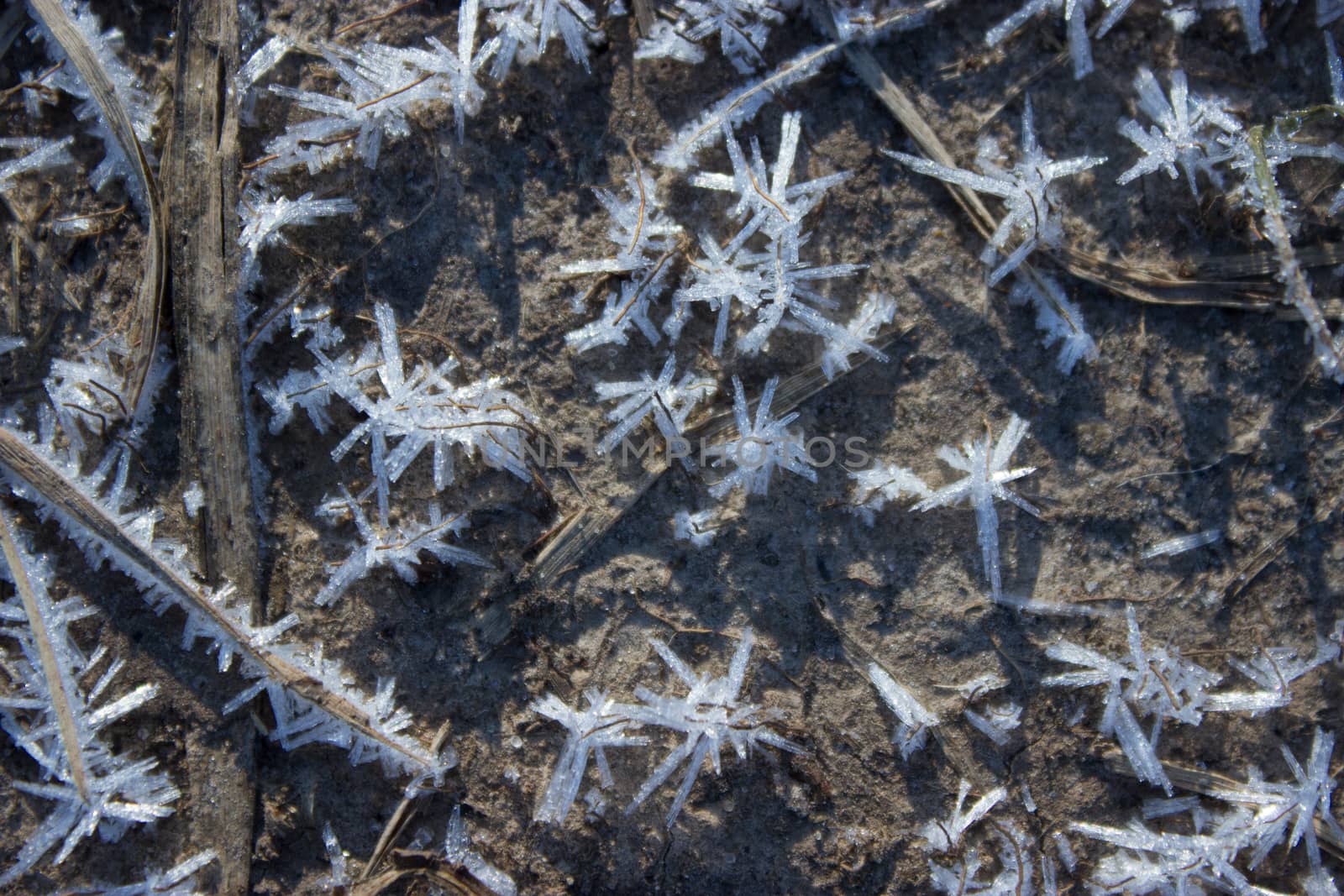 frozen dry grass by liwei12