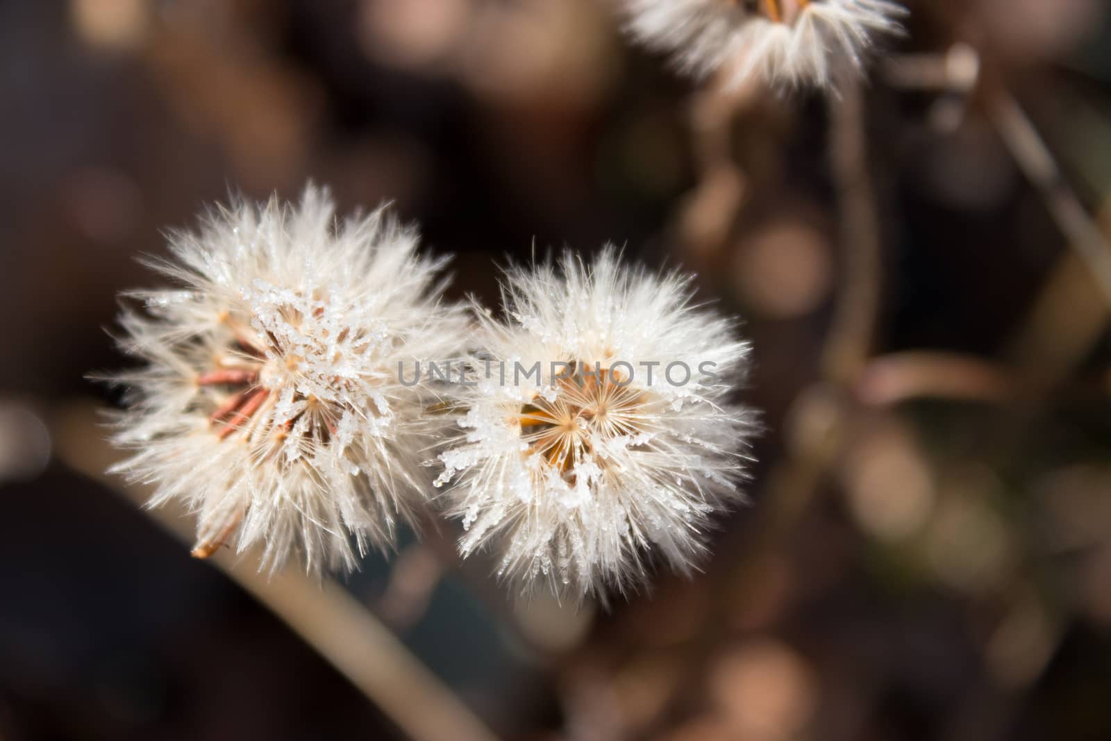 two dandelion with frozen water drops on them