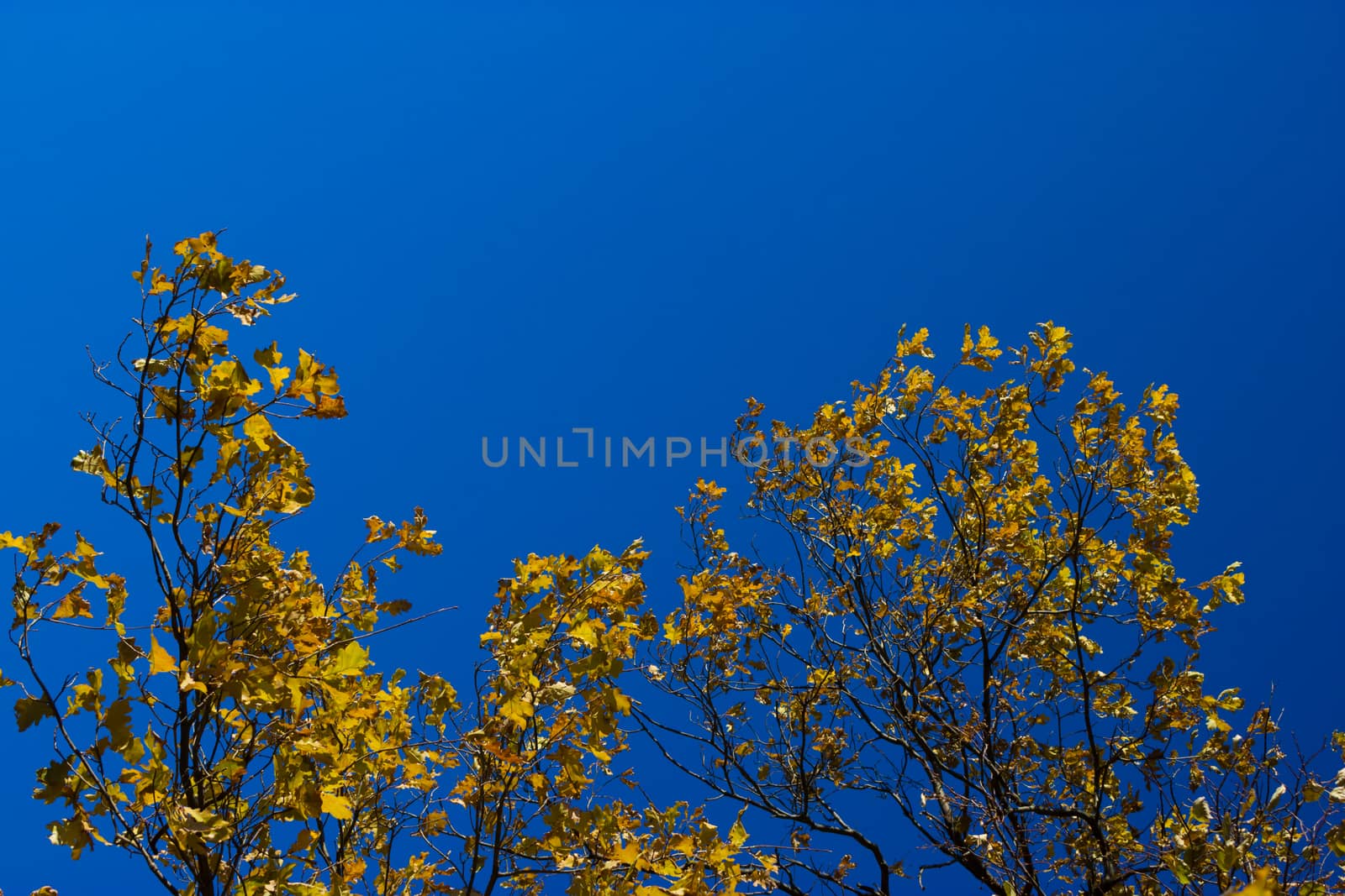 vivid, vibrant blue sky and golden autumn leaves