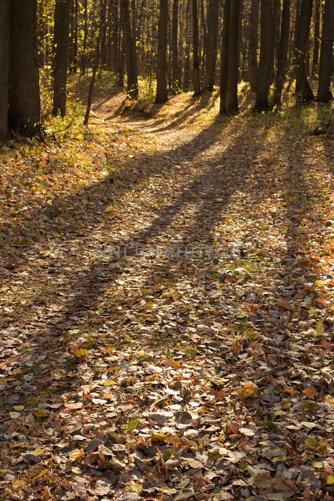 autumn forest, yellow, red, orange leaves, sunny day