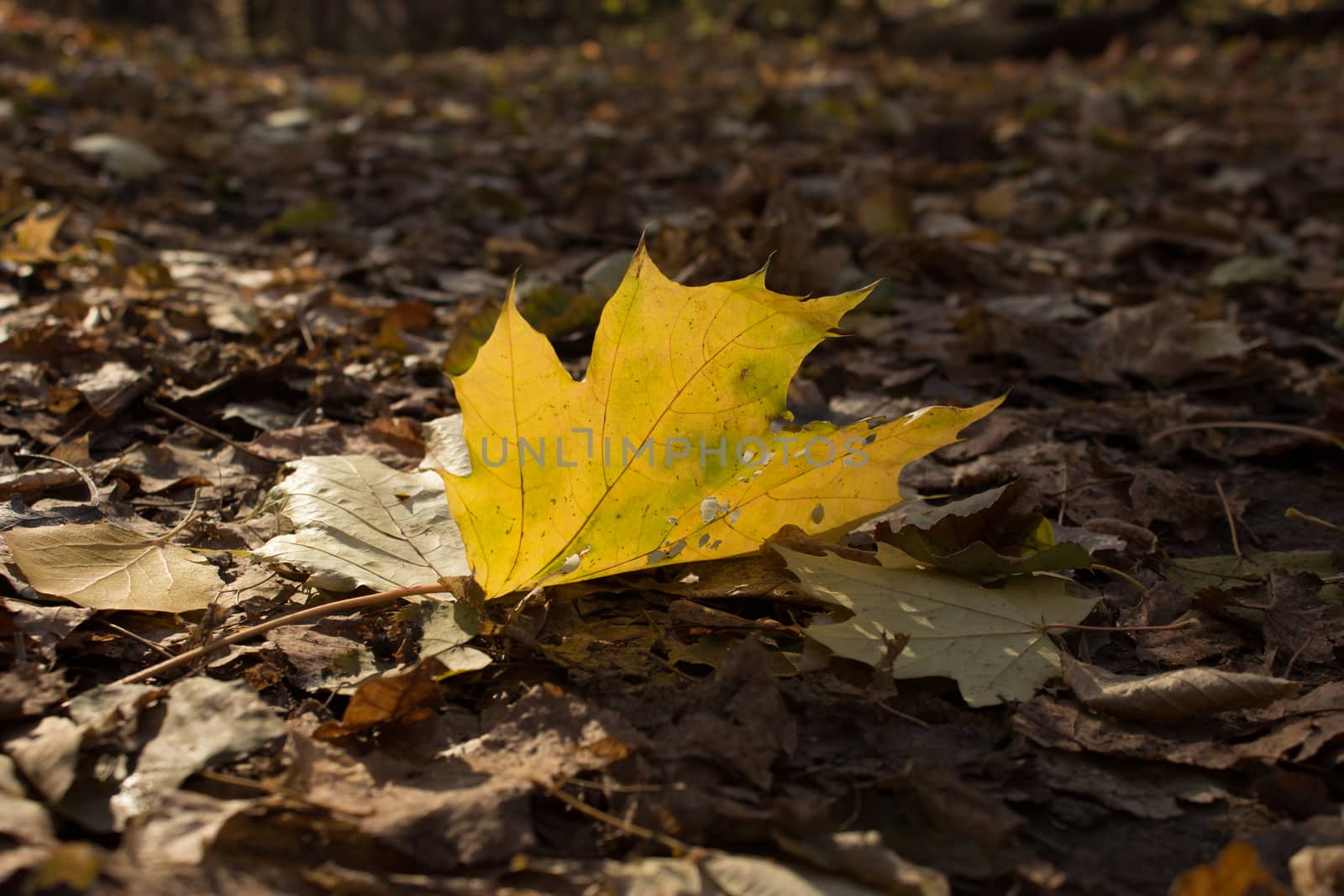autumn leaves by liwei12