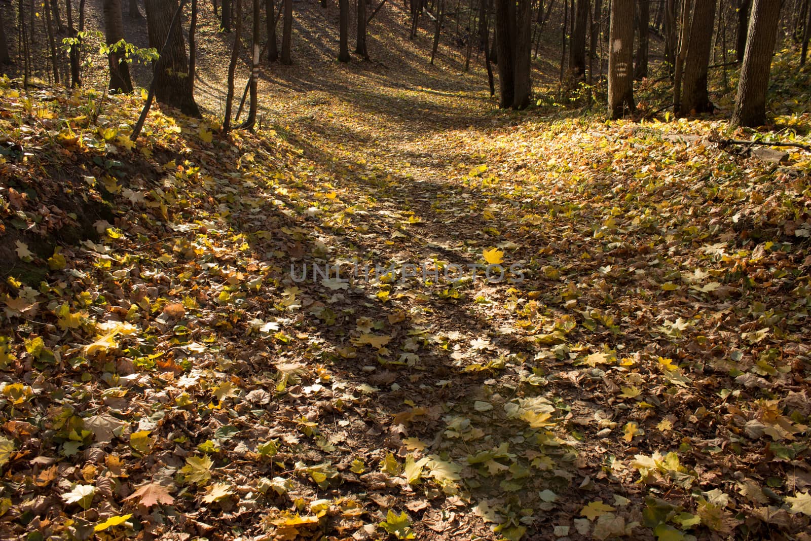 autumn forest, yellow, red, orange leaves, sunny day