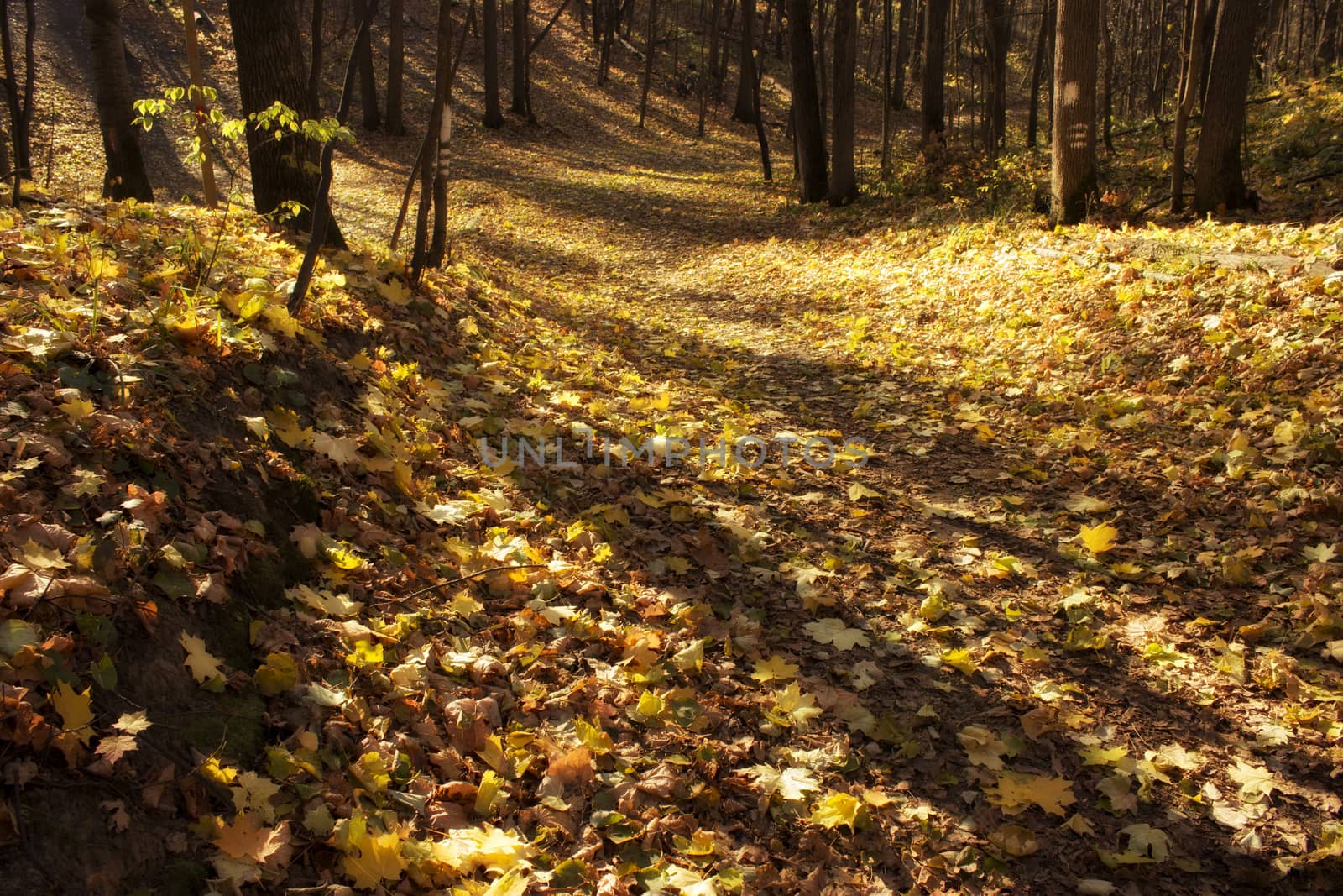 autumn forest, yellow, red, orange leaves, sunny day
