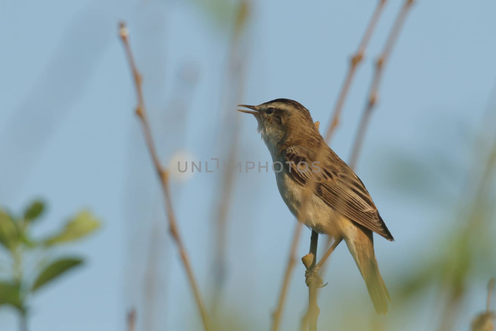 wild bird in natural habitat, nature series