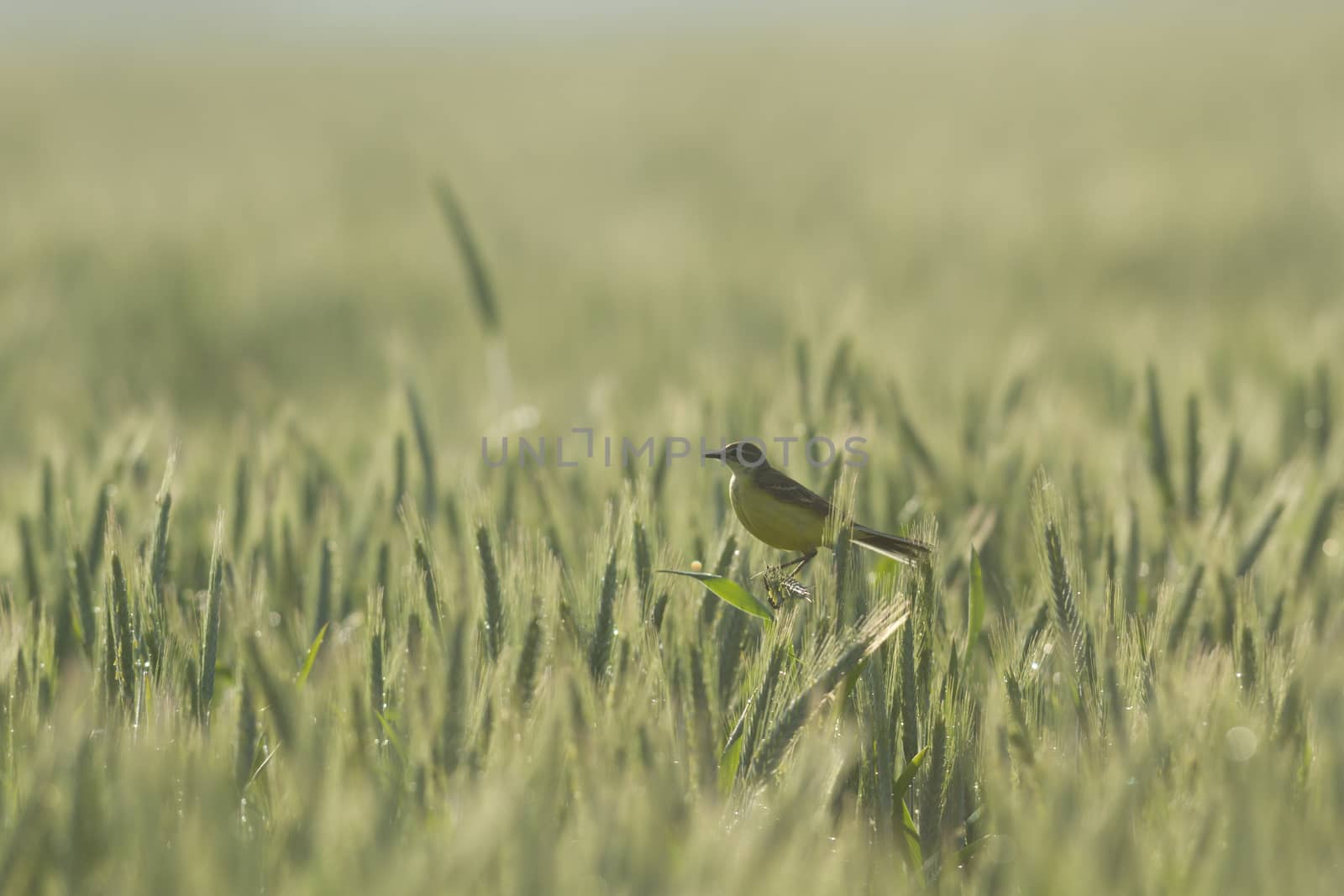 wild bird in natural habitat, nature series