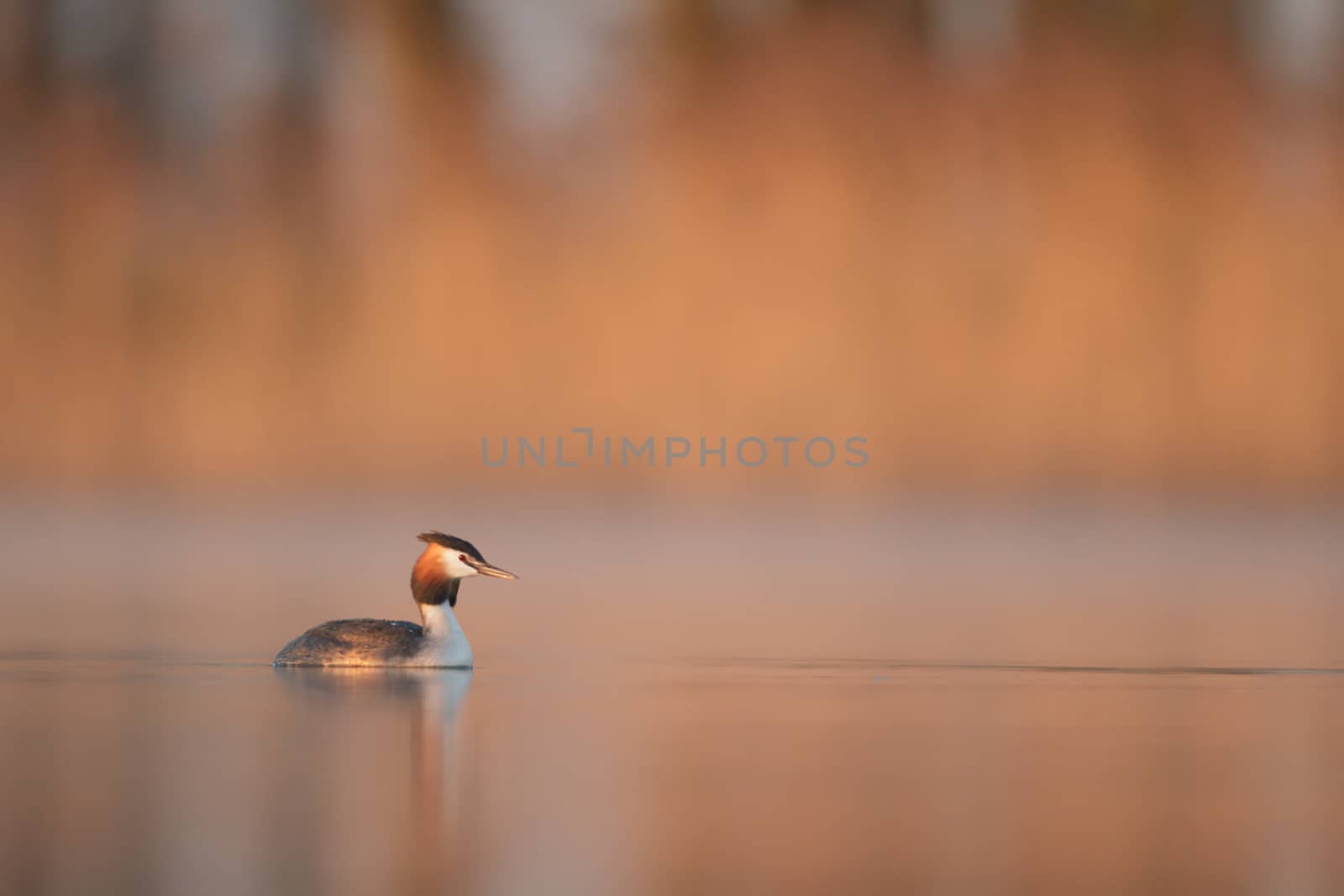 wild bird in natural habitat, nature series
