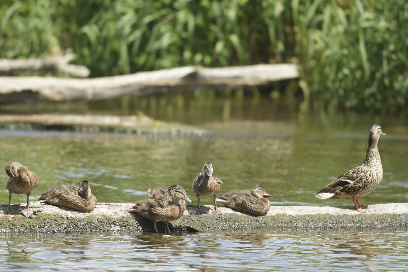 many birds in their natural habitat, nature series