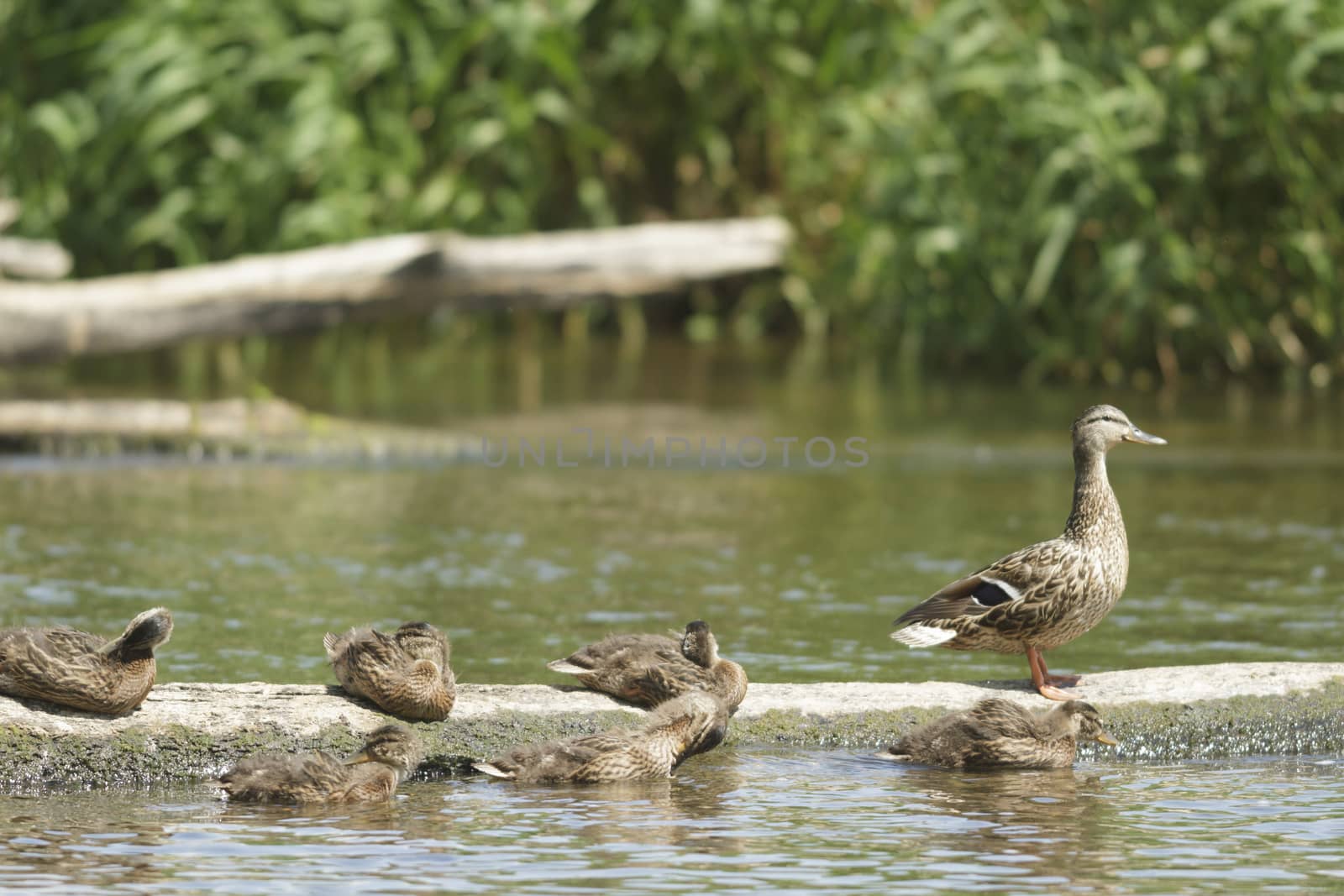 many birds in their natural habitat, nature series