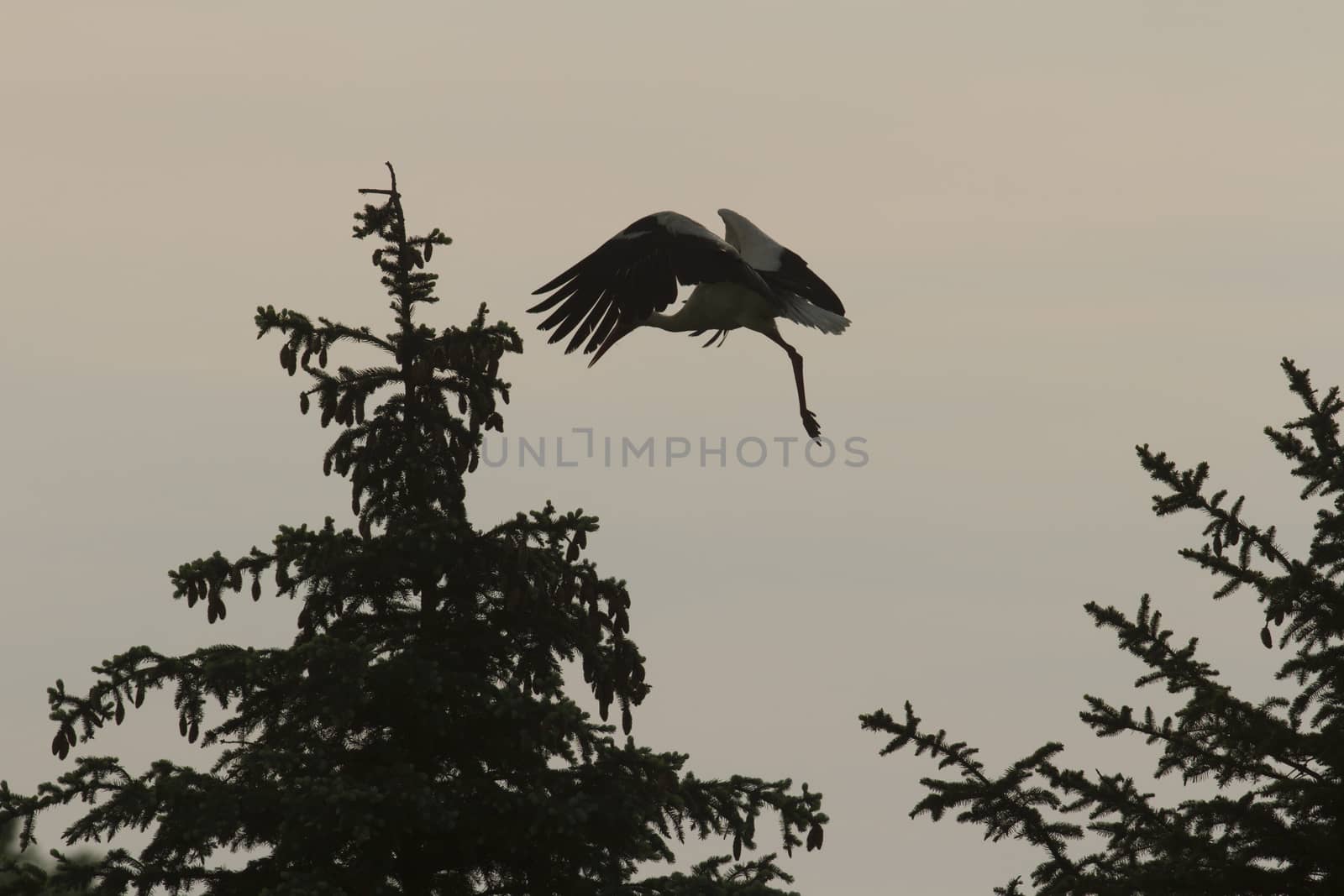 many birds in their natural habitat, nature series