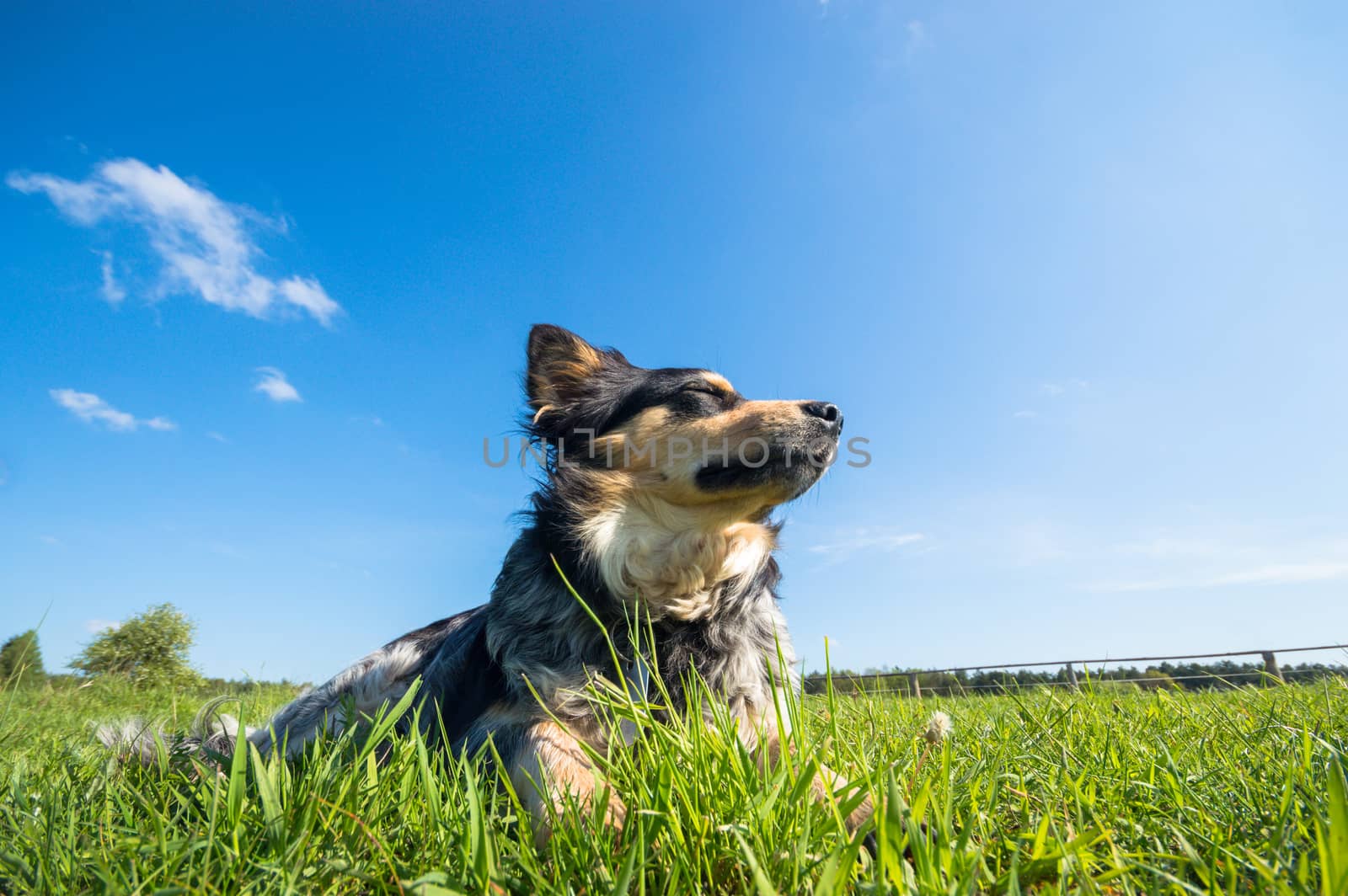 funny dog in sunny day, animals series
