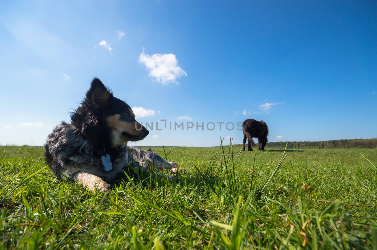 funny dog in sunny day, animals series