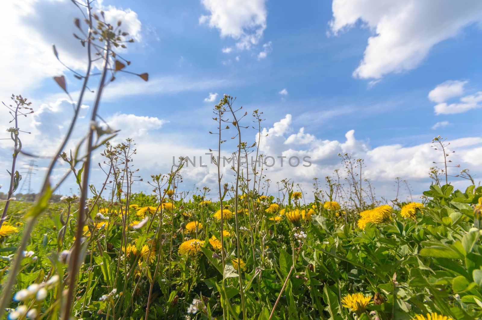 flowers as a colorful background, macro photo, nature series