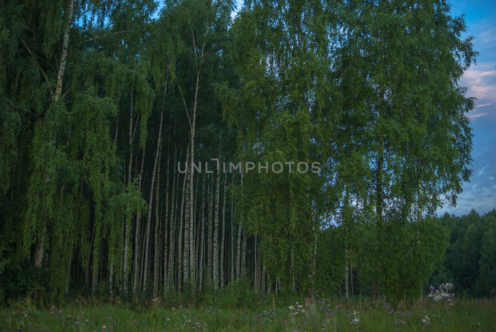 landscape of young grey forest with green trees, nature series