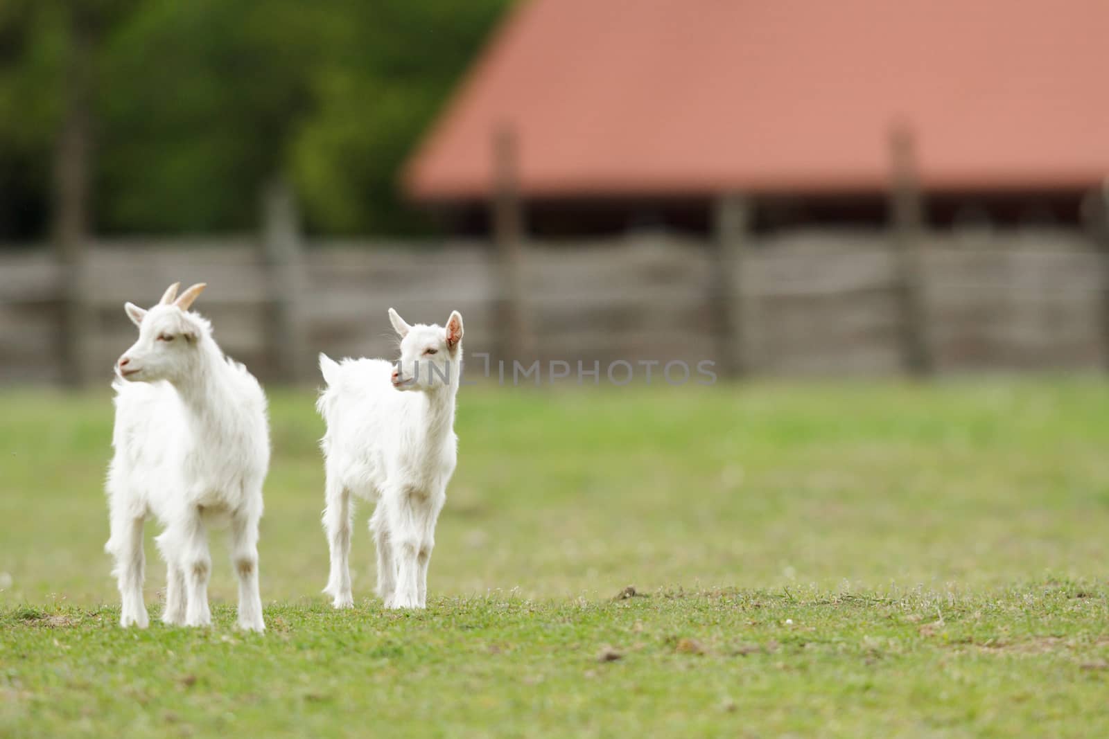goat on summer pasture, nature series