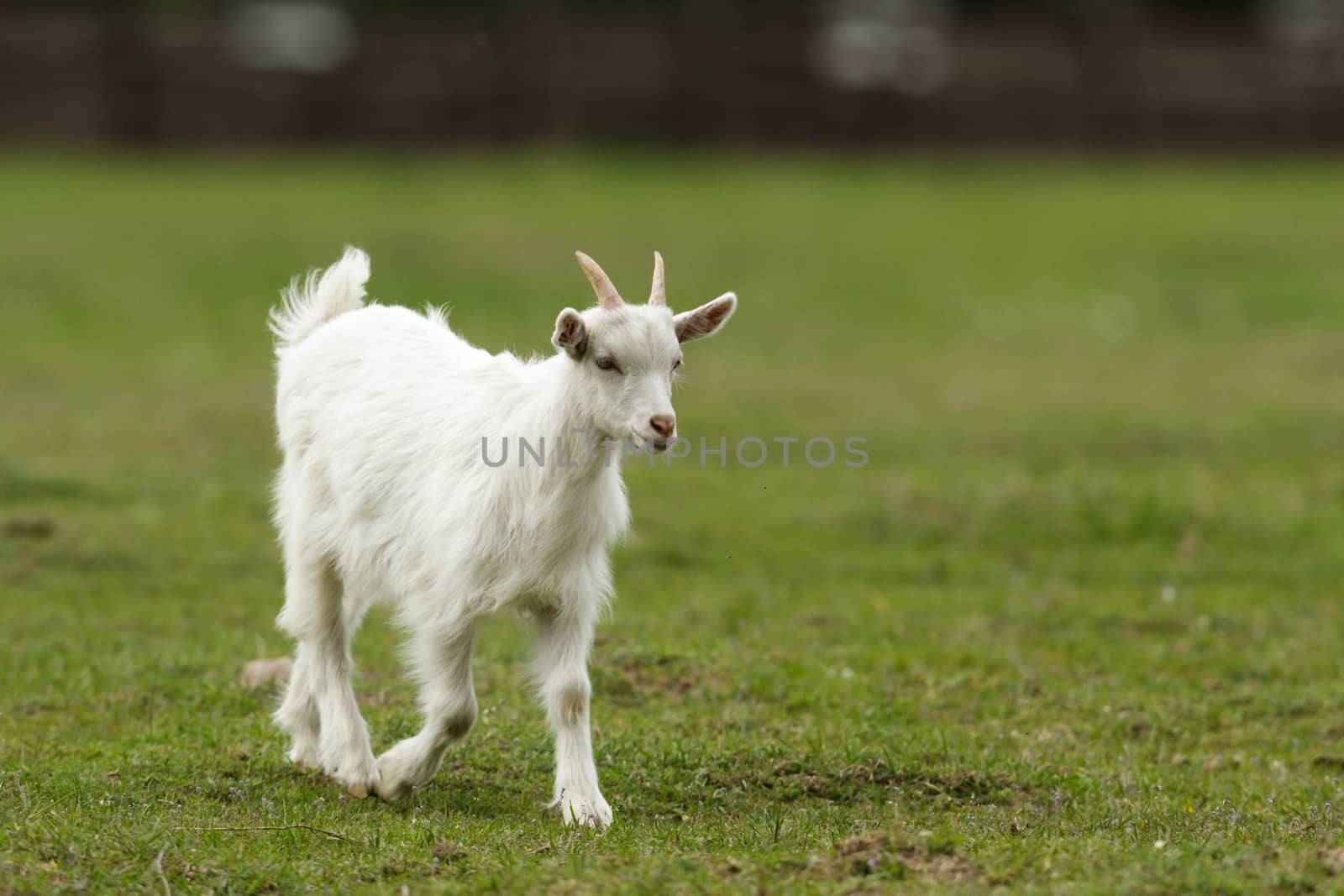 goat on summer pasture, nature series