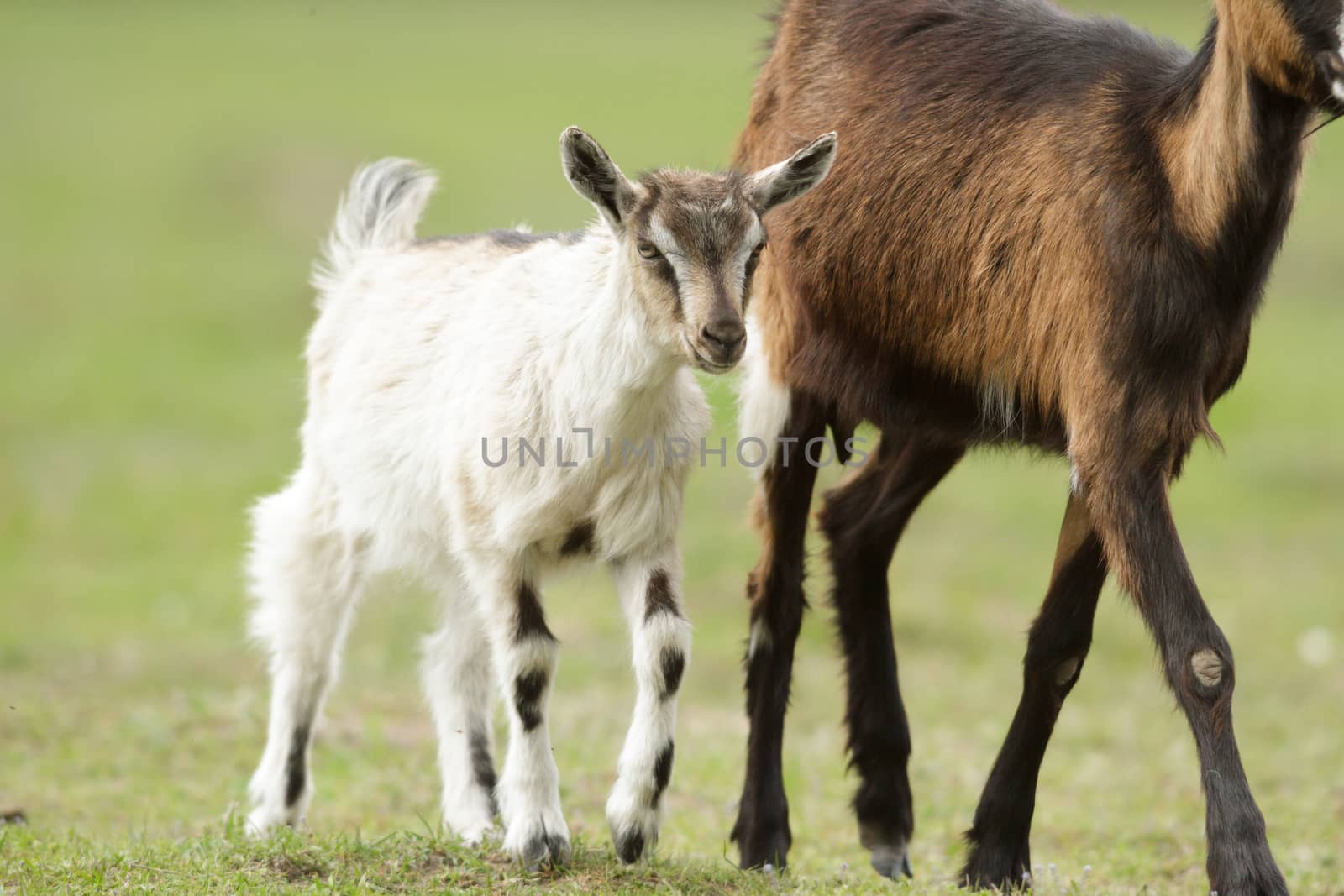 goat on summer pasture, nature series