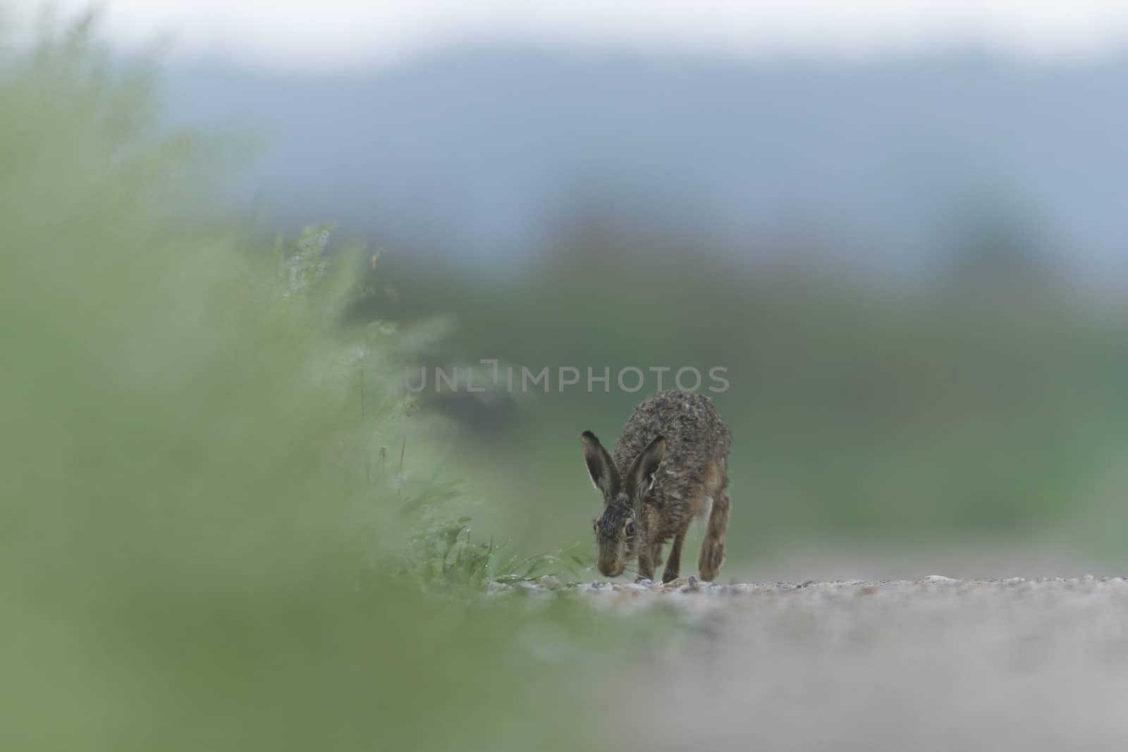 cute grey hare standing on the grass, nature series