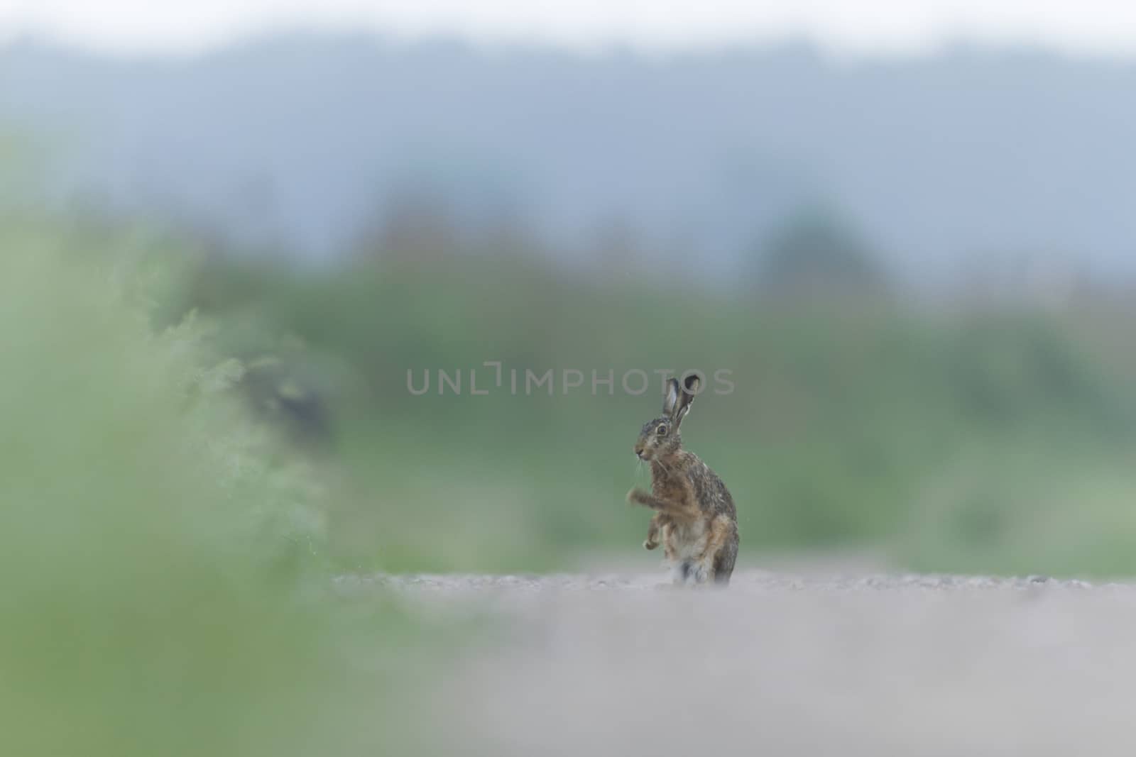 cute grey hare standing on the grass, nature series