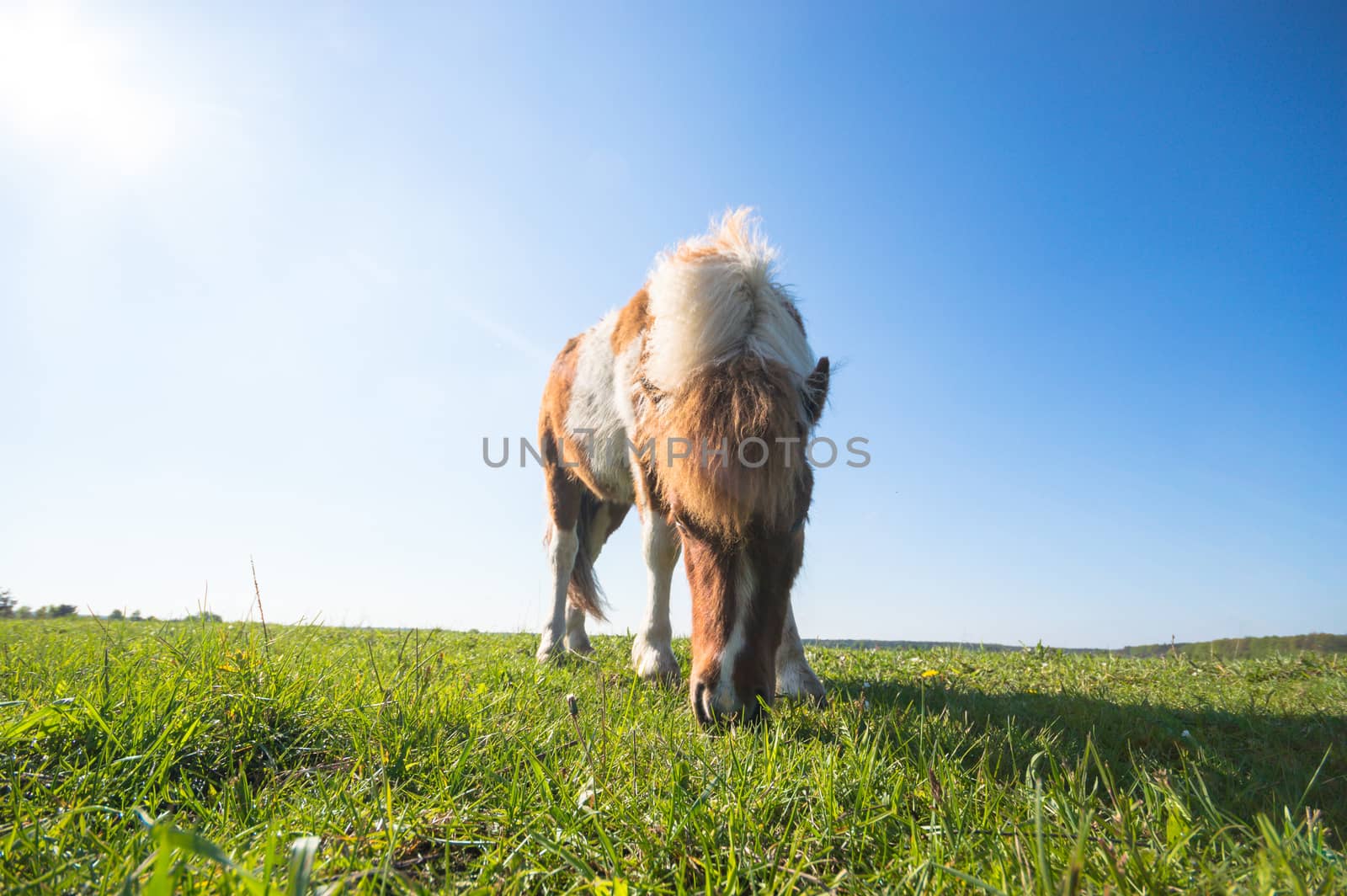 horse in a field, farm animals, nature series