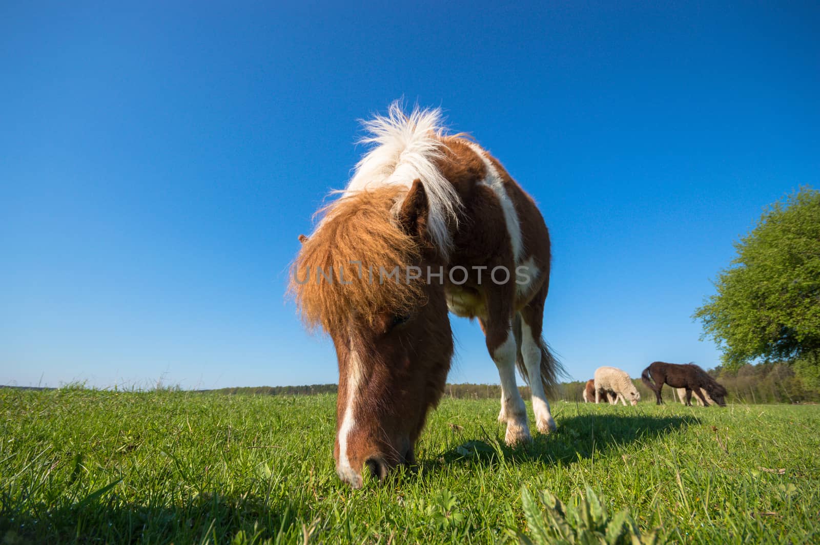 horse in a field, farm animals, nature series