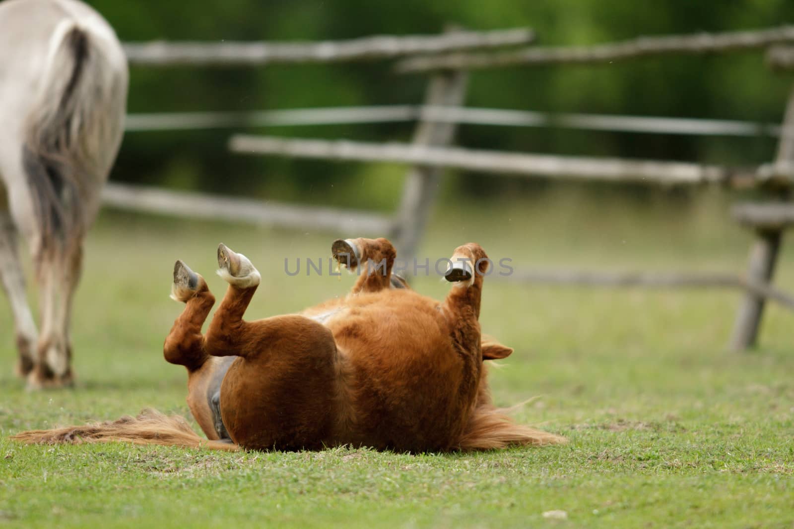horse in a field, farm animals, nature series