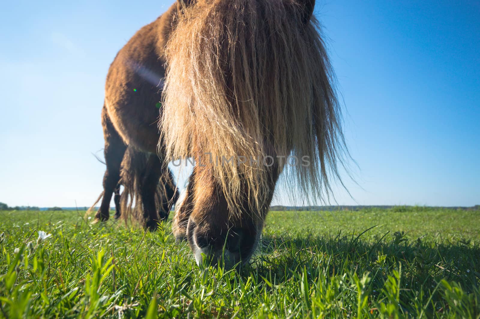 horse in a field, farm animals, nature series