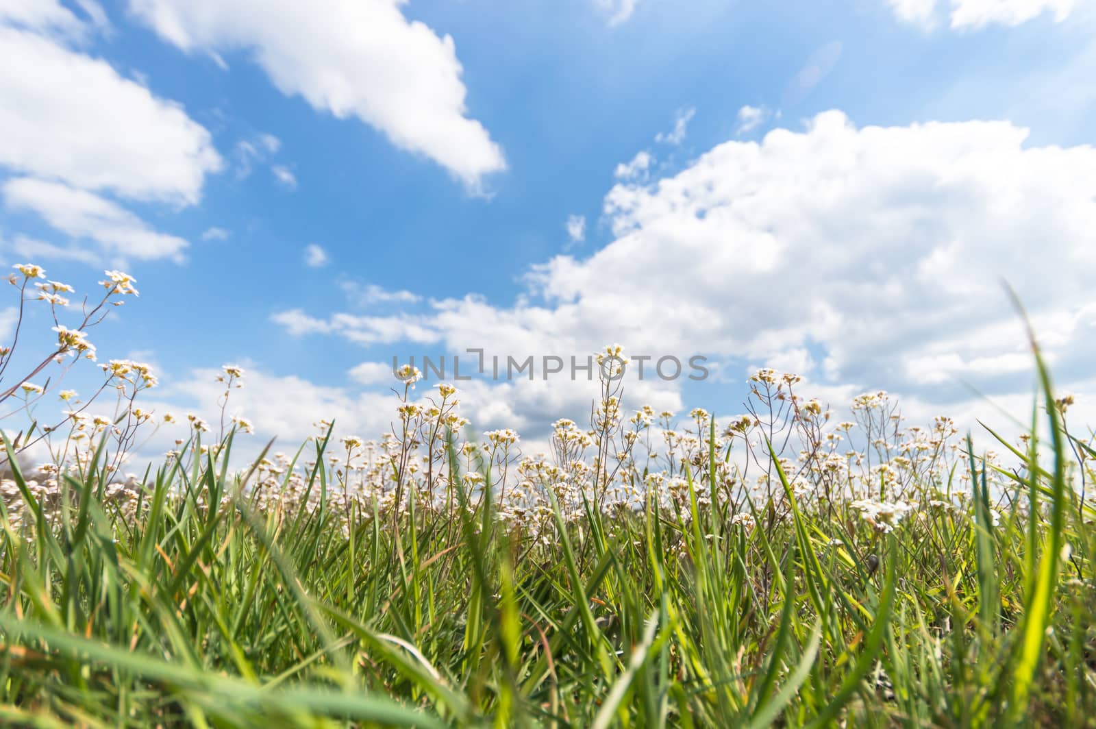 natural green colorful rural meadow, nature series
