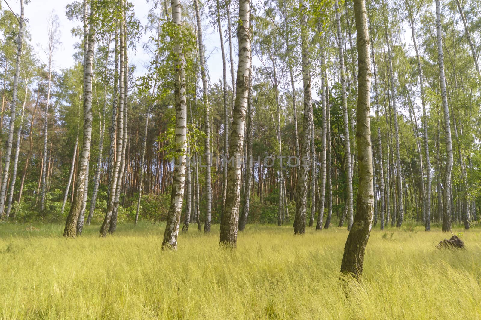 natural green colorful rural meadow, nature series