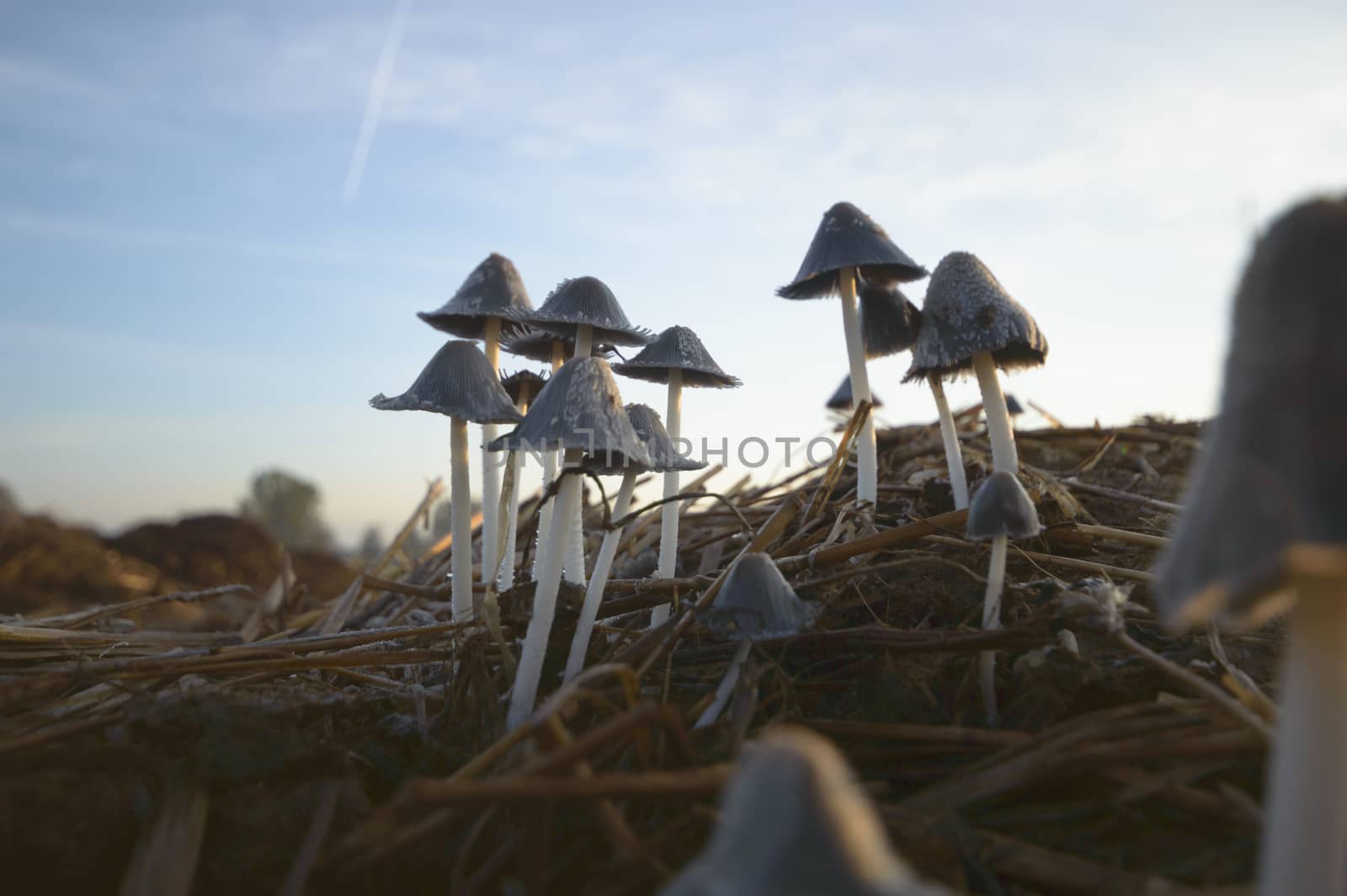 forest mushroom after longtime rain, nature series