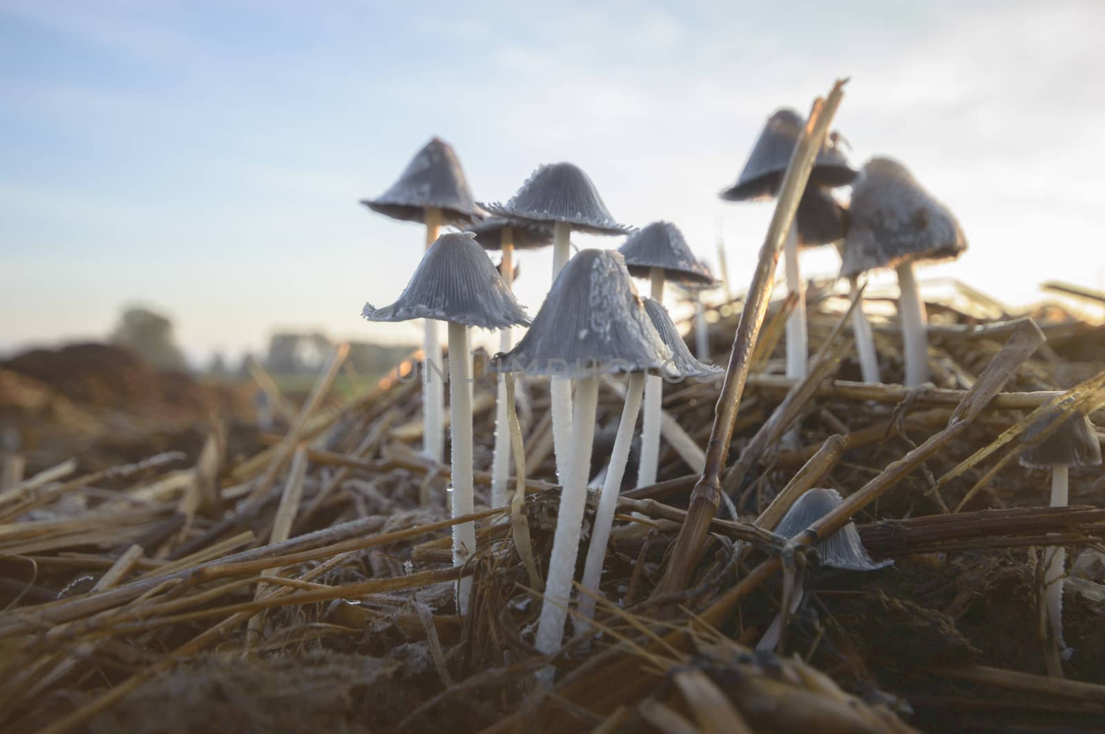 forest mushroom after longtime rain, nature series