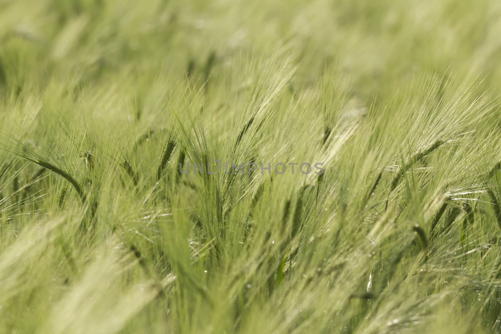 agricultural field, nature and agriculture farming series