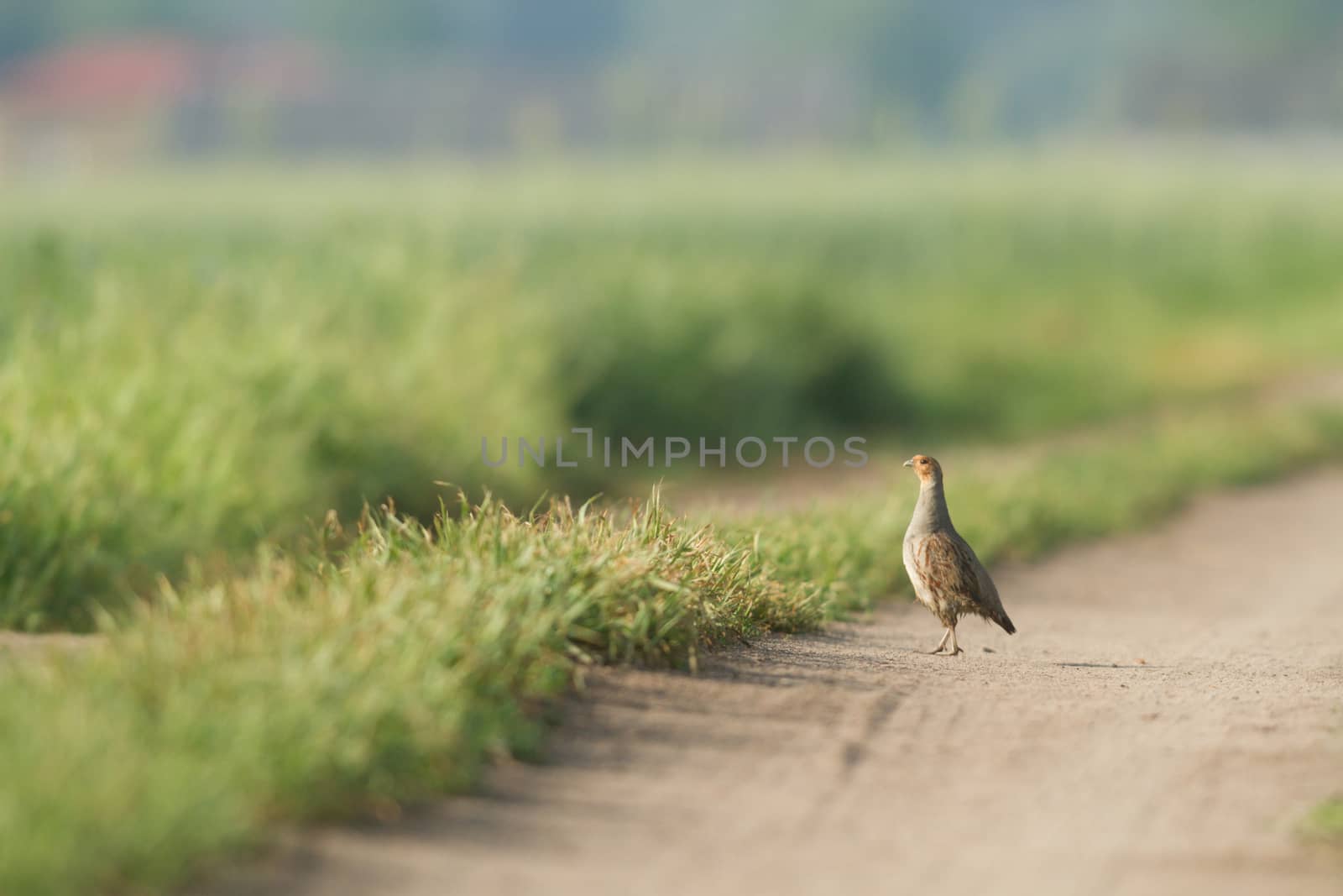wild bird in natural habitat, nature series
