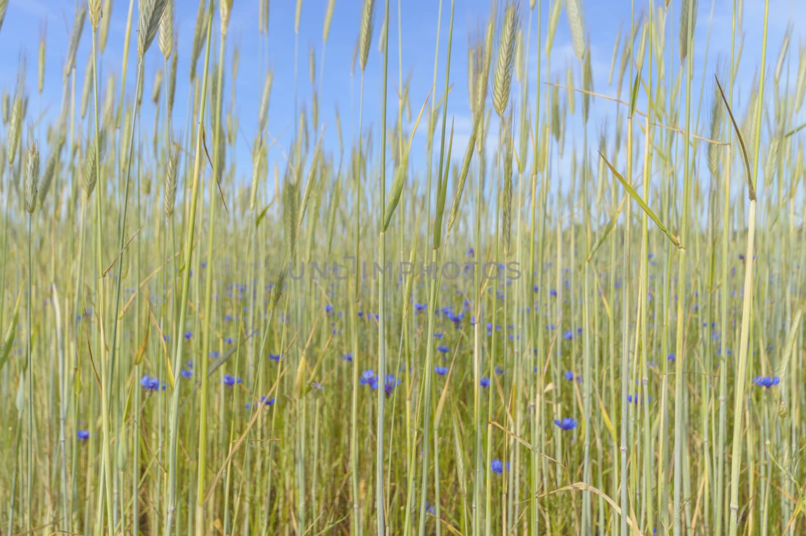natural green colorful rural meadow, nature series