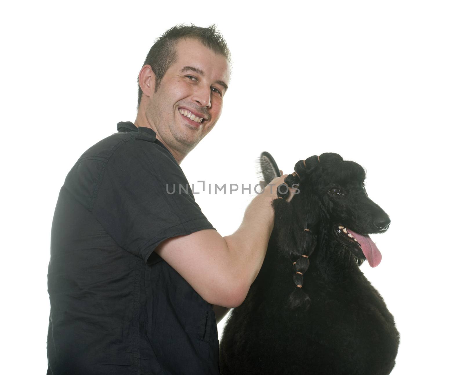 grooming of standard poodle in front of white background
