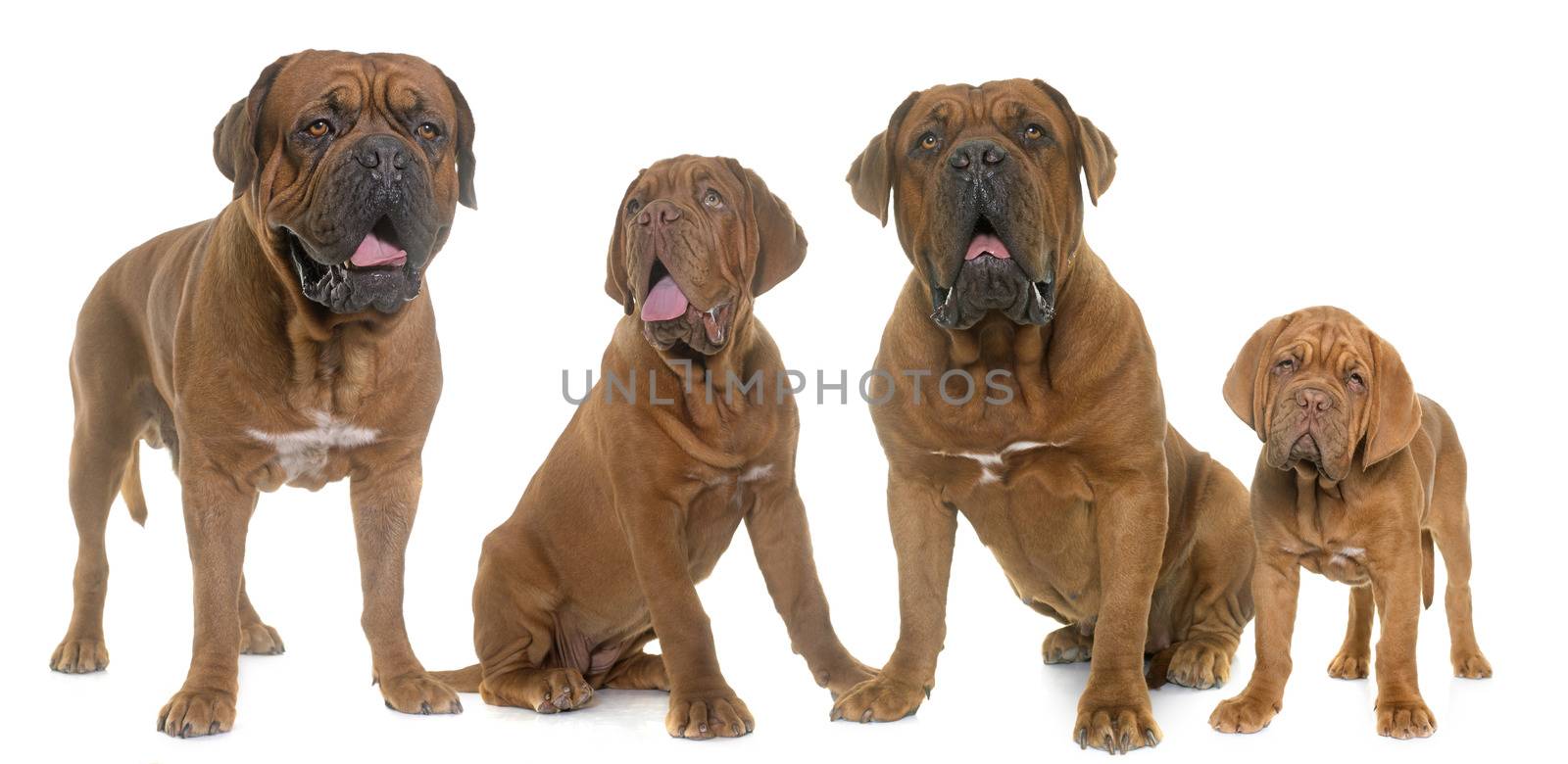 Dogue de Bordeaux family by cynoclub