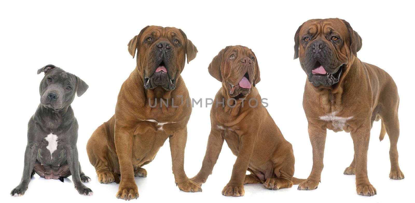 Bordeaux mastiff and staffie in front of white background