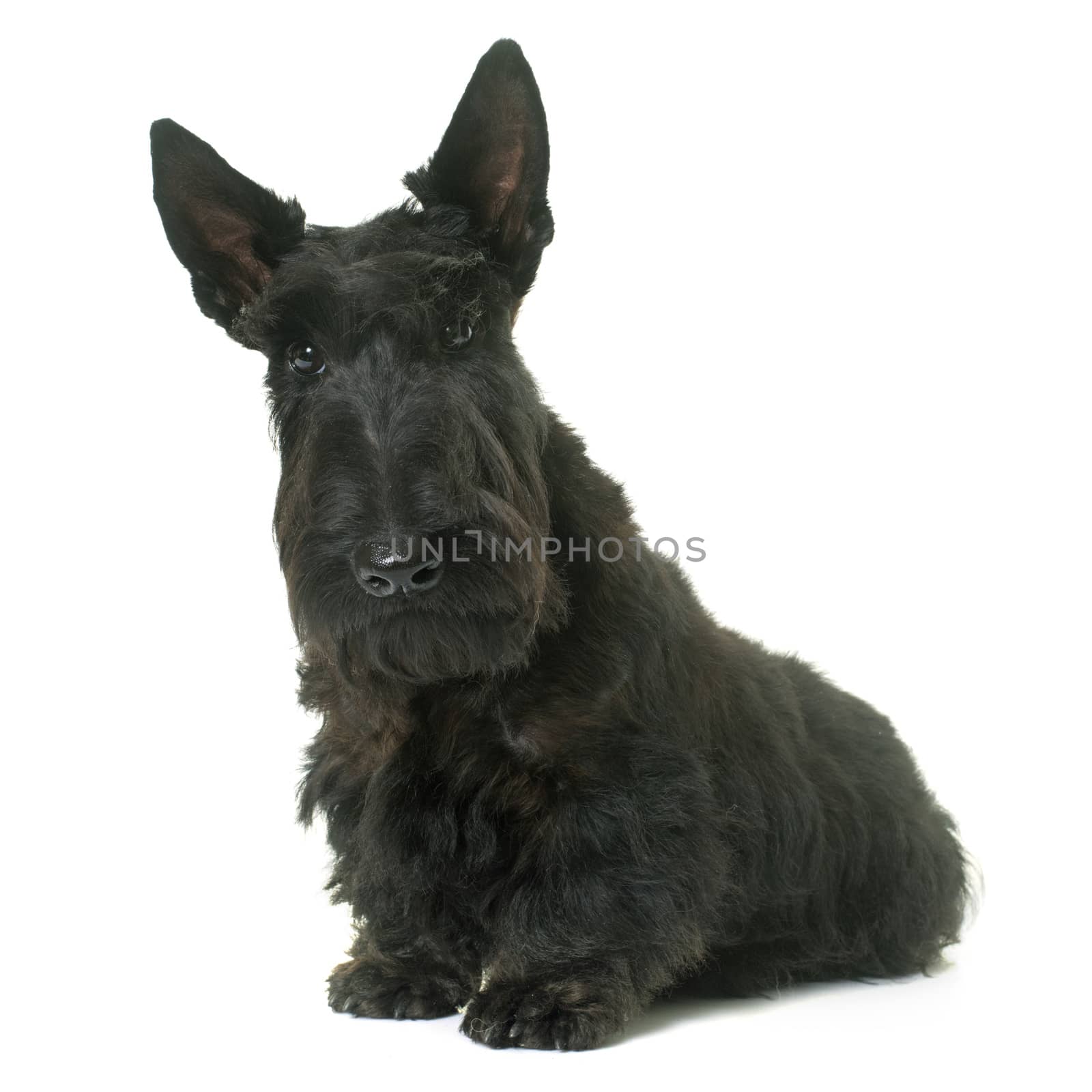 young scottish terrier by cynoclub