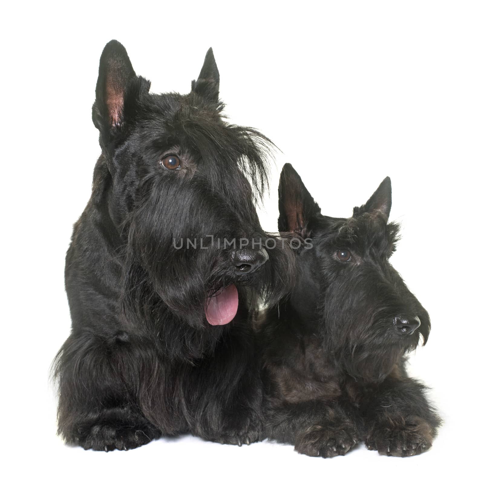 two scottish terrier in front of white background